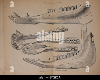 A preliminary report on the vertebrate paleontology of the Llano Estacado BHL40453156 Stock Photo