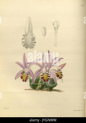 A second century of orchidaceous plants (Pl 107) BHL35712699 Stock Photo