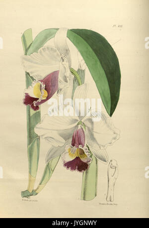 A second century of orchidaceous plants (Pl 108) BHL35712702 Stock Photo