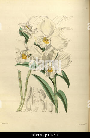 A second century of orchidaceous plants (Pl 122) BHL35712740 Stock Photo