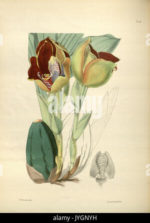 A second century of orchidaceous plants (Pl 144) BHL35712800 Stock Photo