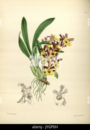 A second century of orchidaceous plants (Pl 165) BHL35712857 Stock Photo