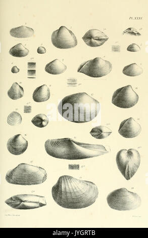 A monograph of the Mollusca from the Great Oolite BHL13133262 Stock Photo