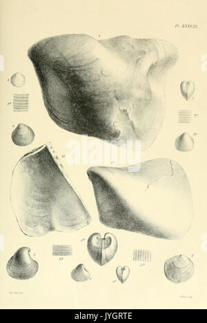 A monograph of the Mollusca from the Great Oolite BHL13133274 Stock Photo