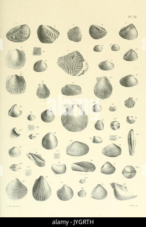 A monograph of the Mollusca from the Great Oolite BHL13133282 Stock Photo