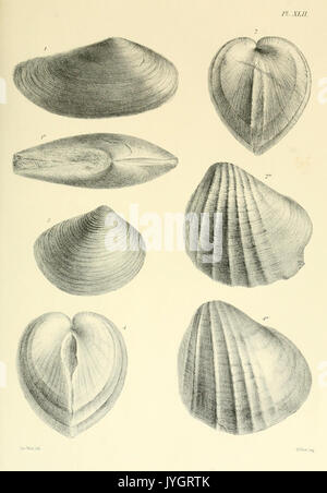 A monograph of the Mollusca from the Great Oolite BHL13133290 Stock Photo