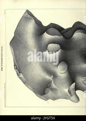 A memoir on the Palaeozoic reticulate sponges constituting the family Dictyospongidae (Page 242) BHL17142077 Stock Photo