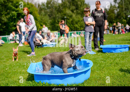 Berlin, Germany. 19th Aug, 2017. A pug refreshes in a water basing during the 8th International Pug Meeting in Berlin, Germany, 19 August 2017. Photo: Gregor Fischer/dpa/Alamy Live News Stock Photo