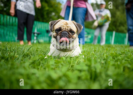 Berlin, Germany. 19th Aug, 2017. A pug sits in the grass during the 8th International Pug Meeting in Berlin, Germany, 19 August 2017. Photo: Gregor Fischer/dpa/Alamy Live News Stock Photo