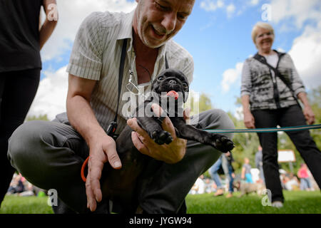 Berlin, Germany. 19th Aug, 2017. A visitor carries a young pug at the 8th International Pug Meeting in Berlin, Germany, 19 August 2017. Photo: Gregor Fischer/dpa/Alamy Live News Stock Photo