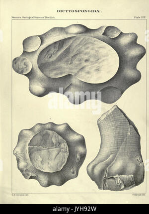 A memoir on the Palaeozoic reticulate sponges constituting the family Dictyospongidae BHL17142312 Stock Photo