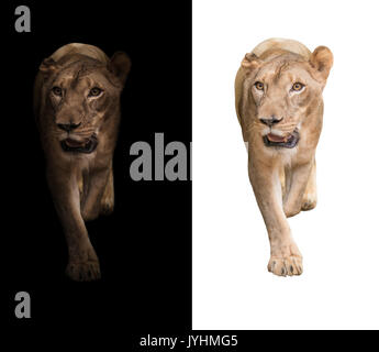 female african lion in the dark and white background Stock Photo