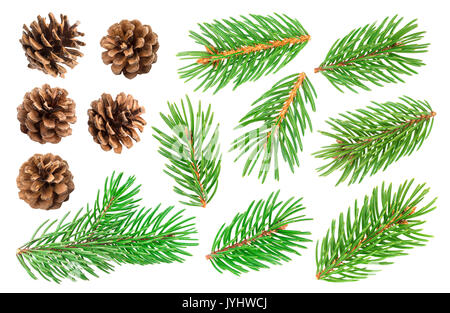 Fir tree branch and pine cones isolated on white background Stock Photo