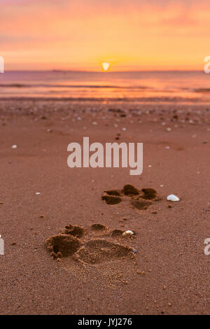Dog paw prints imprinted on sandy beach, Cleethorpes, at sunrise Stock Photo