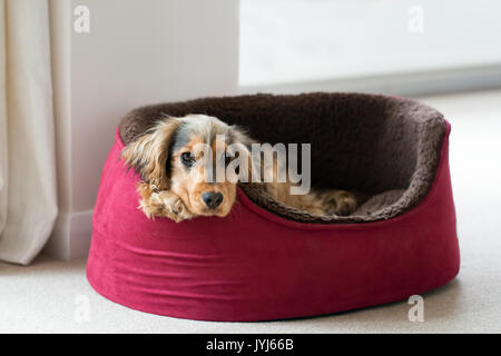 Eight-month-old English Show Cocker Spaniel puppy, lying in dog bed with head and paws over side. Looking straight at camera. Stock Photo
