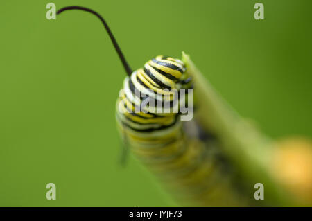 Monarch butterfly caterpillar or larvae eating milkweed stem Stock Photo