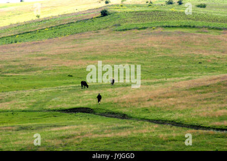 Woman with two black cows on hillside in Romania Stock Photo
