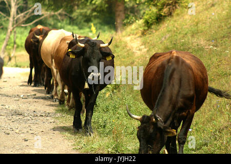 Cows going in a single file towards meadow Stock Photo