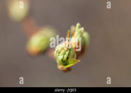 Lilac buds in the spring Stock Photo