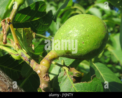 20160813Juglans regia1 Stock Photo