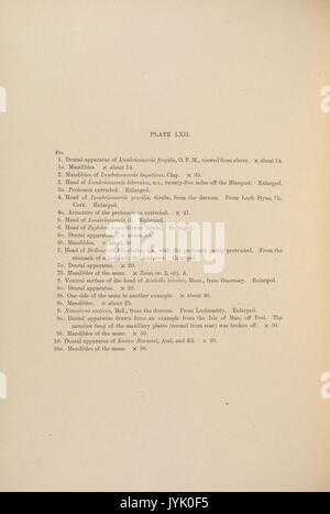 A monograph of the British marine annelids 1908 LXIItext Stock Photo