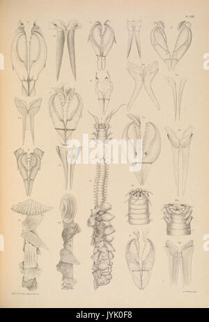A monograph of the British marine annelids 1908 LXIII Stock Photo