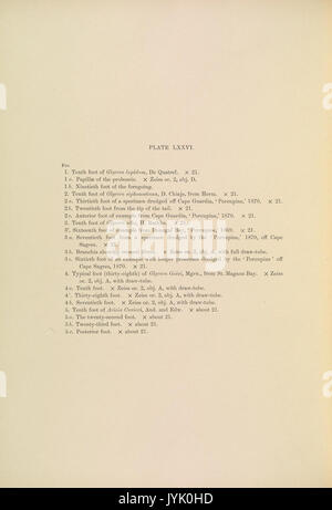 A monograph of the British marine annelids 1910 LXXVItext Stock Photo