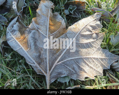 20161204Platanus x hispanica1 Stock Photo