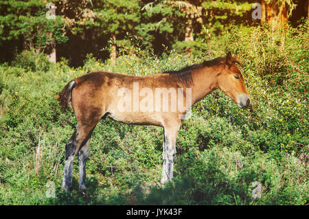 Young foal of a dark brown color is grazed on a green field against a background of a young forest in the rays of the setting sun. Stock Photo