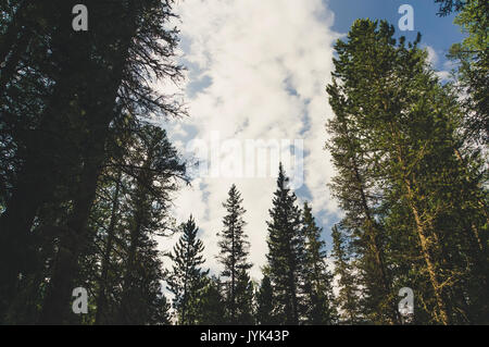 Vertical perspective within a dense forest of pine trees. bottom view on pine trees Stock Photo