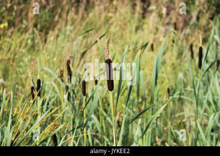 wetland-plant Typha latifolia, the Broadleaf cattail - from the cattail family Typhaceae Stock Photo