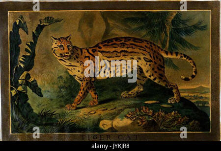 5, Tiger Cat, Charles Catton's Animals (1788 Stock Photo - Alamy
