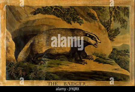 27, Badger, Charles Catton's Animals (1788) (cropped Stock Photo - Alamy