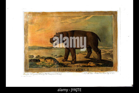 35, Hippopotamus, Charles Catton's Animals (1788 Stock Photo - Alamy