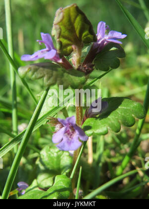 Green leaves and purple flowers of Glechoma Hederacea plant, in the ...