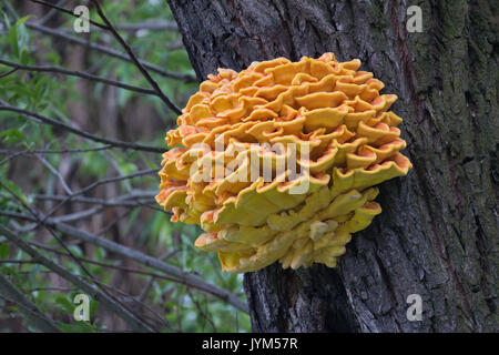 Sulphur Polypore, Laetiporus sulphureus bright orange yellow fugus on a tree trunk Stock Photo