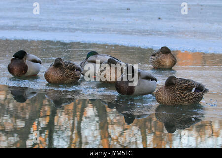 Mallard, Anas platyrhynchos resting in winter on frozen lake Stock Photo