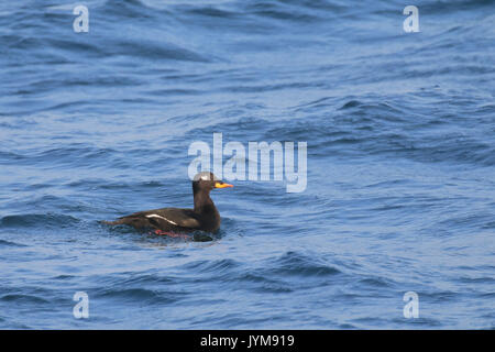 Male Velvet Scoter, Melanitta fusca wintering on open sea, Baltic Stock Photo