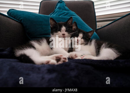 Two kittens cuddle up on an armchair Stock Photo