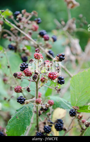 Ripe blackberries growing wild on brambles and are ready to be picked. Stock Photo
