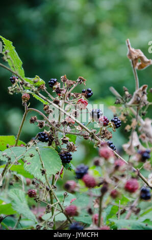 Ripe blackberries growing wild on brambles and are ready to be picked. Stock Photo