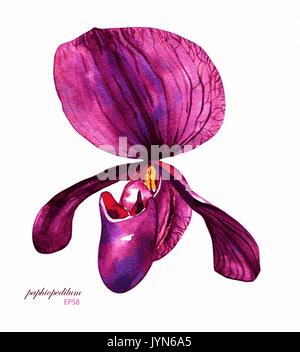 Hand painted vector watercolor purple paphiopedilum orchid. Isolated on white background. Element for your design. Stock Vector