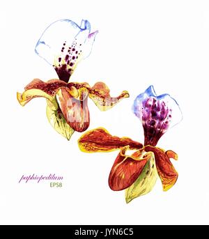 Hand painted vector watercolor paphiopedilum orchids. Isolated on white background. Elements for your design. Stock Vector