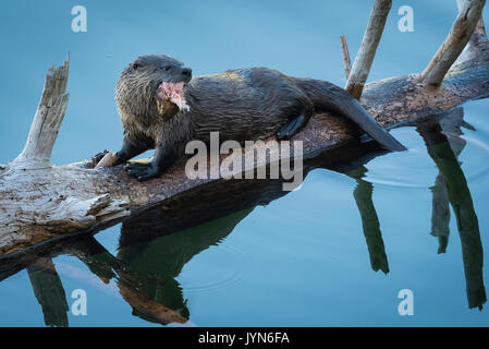 River otter eating a fish at Trout Lake, Yellowstone National Park, Wyoming. Stock Photo