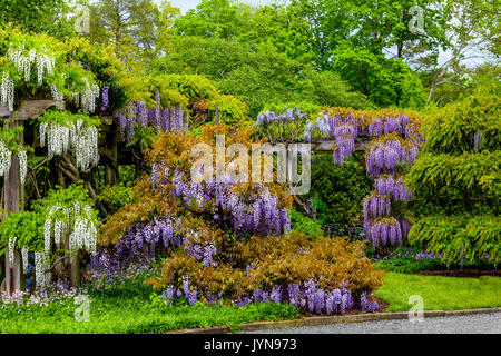 Blooming wisteria in garden, white and purple color Stock Photo
