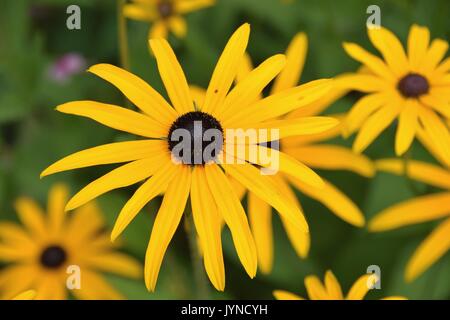 some black-eyed-susans flowers in springtime, rudbeckia hirta, golden coneflowers, perennial coneflowers Stock Photo