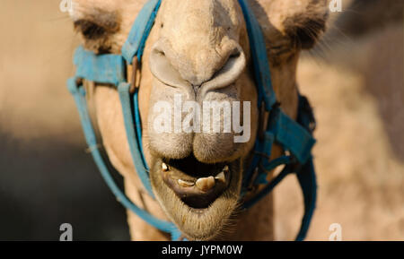 Funny animals camel face is a close up of a camels mouth nose and eyes as he is looking very funny and humorous. Stock Photo
