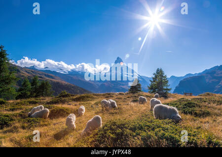 Sheep grazing in the mountains against Matterhorn peak , Zermatt area, Switzerland Stock Photo