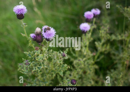 Bee on purple thistles on moorland in the Scottish Borders. The thistle is the Scottish national flower. Stock Photo