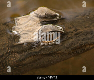 Small Alligator with just eyes above water Stock Photo